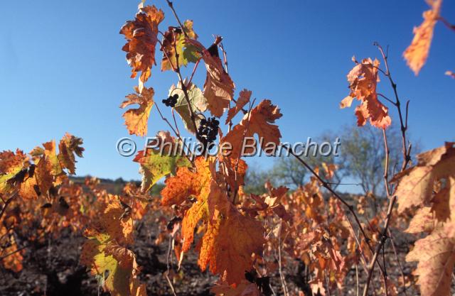 chypre 13.JPG - Vignoble du TroodosChypre